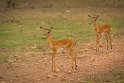 134 Zambia, South Luangwa NP, baby impala's